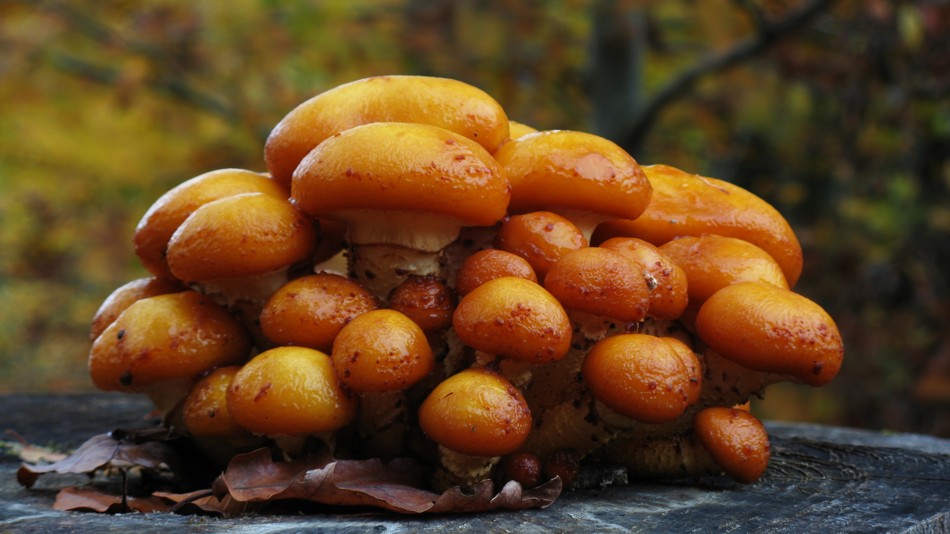 Goldener Herbst, goldene Pilze