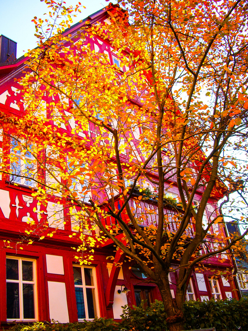 Goldener Herbst - Goldener Baum