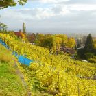 Goldener Herbst - goldener Wein