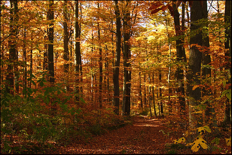 goldener Herbst I