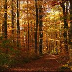 goldener Herbst I