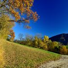 goldener Herbst I