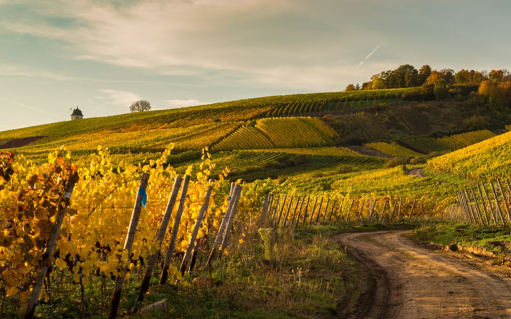 Goldener Herbst II