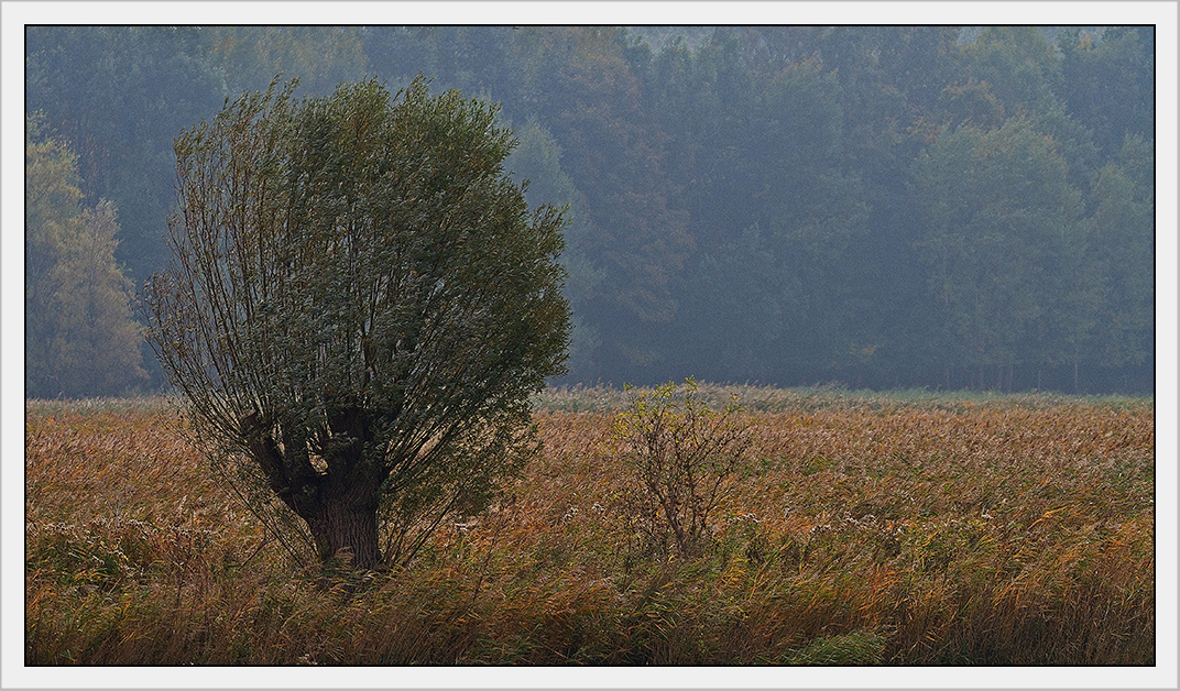 Goldener Herbst II