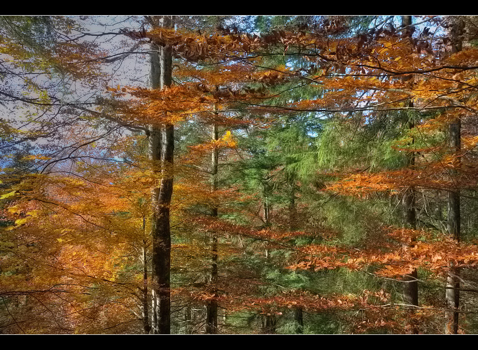 Goldener Herbst II