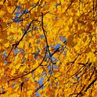 Goldener Herbst II - Durchblick 