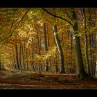 * Goldener Herbst im Buchenwald