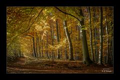 * Goldener Herbst im Buchenwald