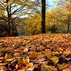 goldener Herbst im DFG Saarbrücken