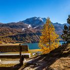 Goldener Herbst im Engadin