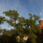 goldener Herbst im goldenen Prag