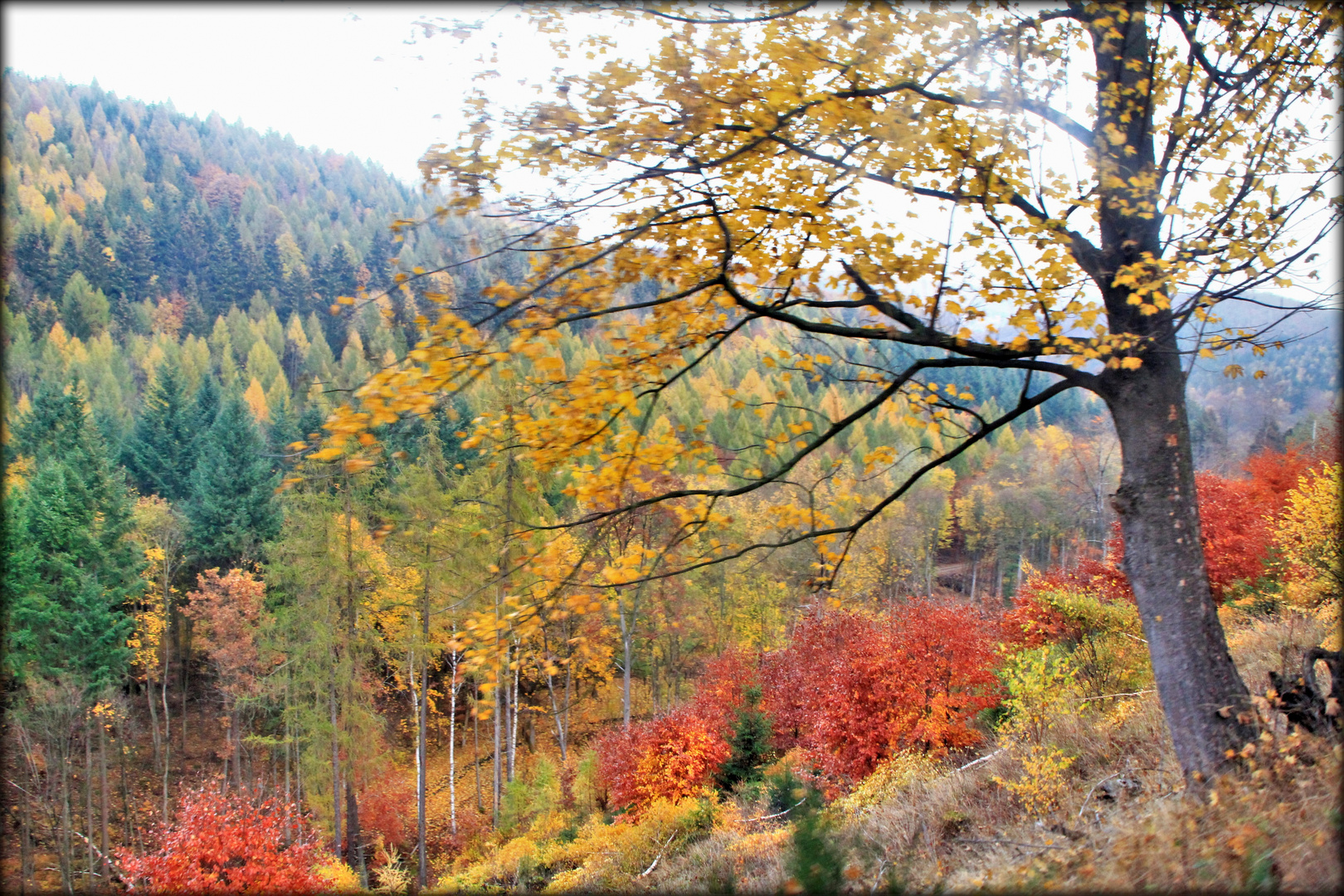 goldener Herbst im Harz