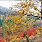 goldener Herbst im Harz