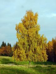 Goldener Herbst im Harz