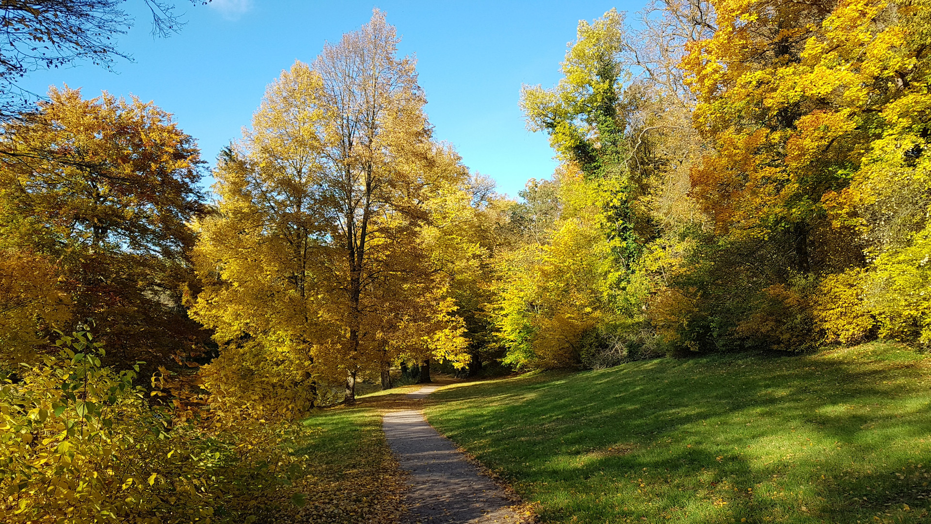 Goldener Herbst im Ilm-Park in Weimar (1)