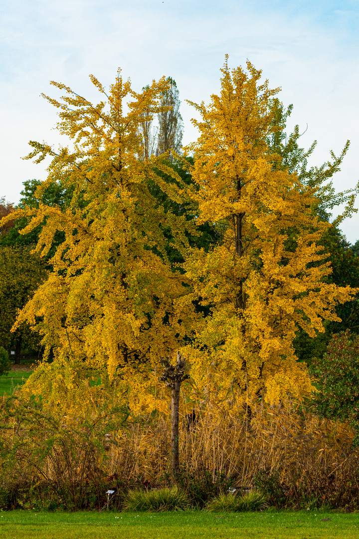 Goldener Herbst im Loki-Schmidt-Garten in Hamburg