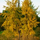 Goldener Herbst im Loki-Schmidt-Garten in Hamburg