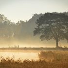 Goldener Herbst im Moorhof