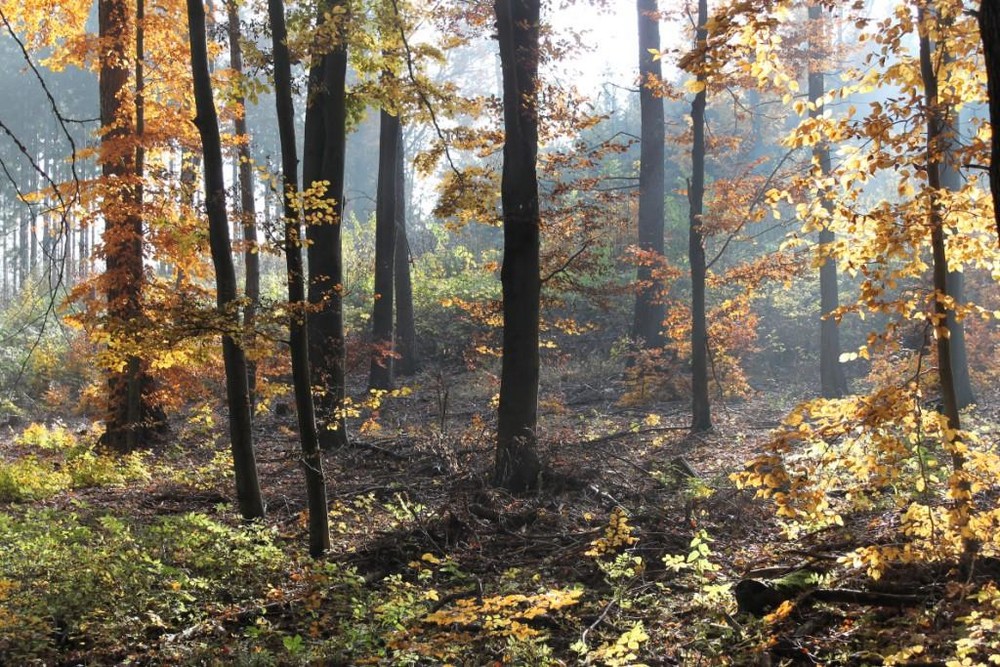 Goldener Herbst im NP Hainich