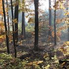 Goldener Herbst im NP Hainich