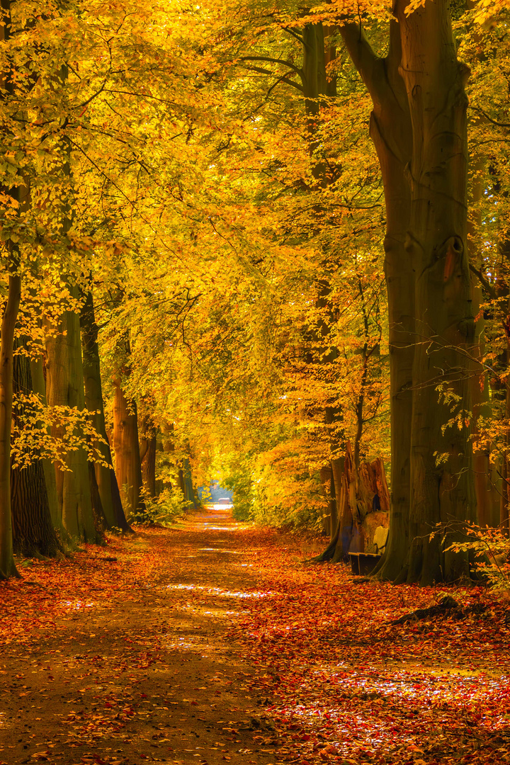 Goldener Herbst im Park