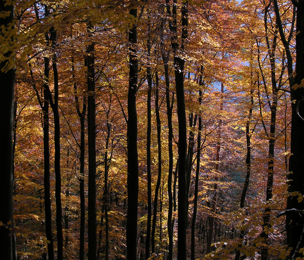 goldener Herbst im Pfälzerwald (2)