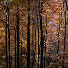 goldener Herbst im Pfälzerwald (2)