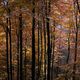 goldener Herbst im Pflzerwald (2)