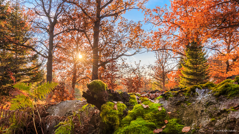 Goldener Herbst im Reinhardswald