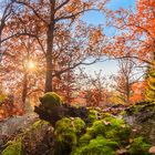 Goldener Herbst im Reinhardswald