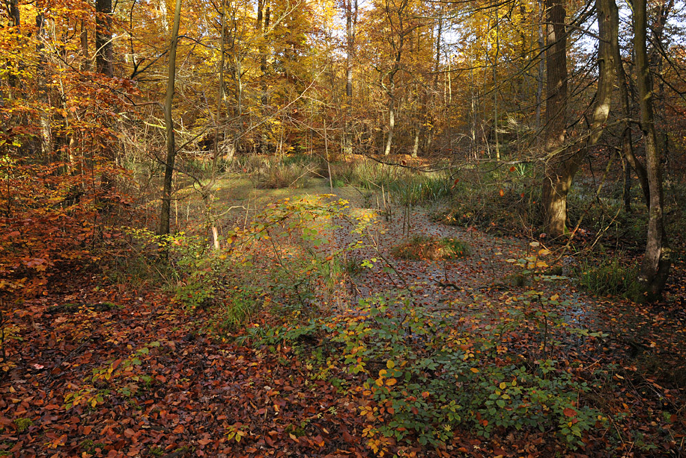 Goldener Herbst im Rotbuchenwald 01