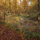 Goldener Herbst im Rotbuchenwald 01