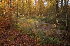 Goldener Herbst im Rotbuchenwald 01