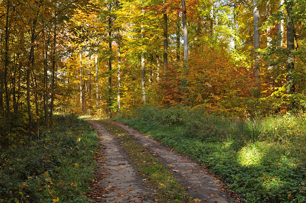 Goldener Herbst im Rotbuchenwald 02