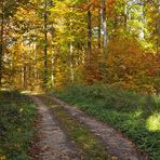 Goldener Herbst im Rotbuchenwald 02