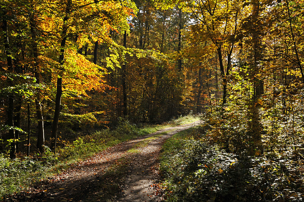 Goldener Herbst im Rotbuchenwald 03