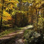 Goldener Herbst im Rotbuchenwald 03