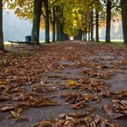 Goldener Herbst im Schlosspark Pillnitz