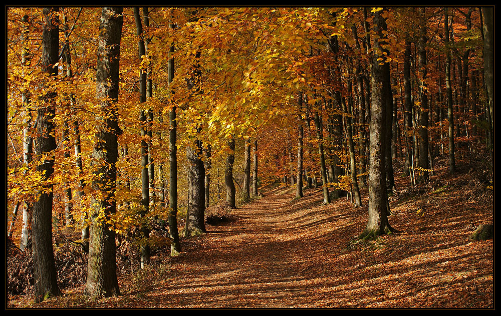 Goldener Herbst im Siegerland