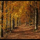 Goldener Herbst im Siegerland