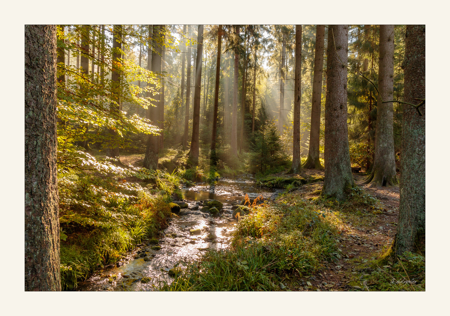 Goldener Herbst im Silberwald