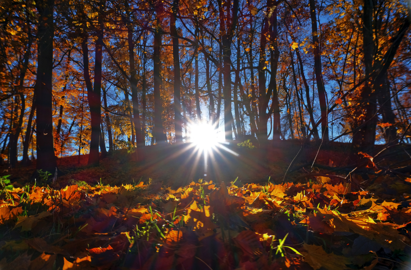 Goldener Herbst im Thüringer Wald