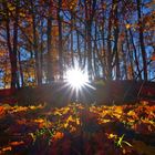 Goldener Herbst im Thüringer Wald