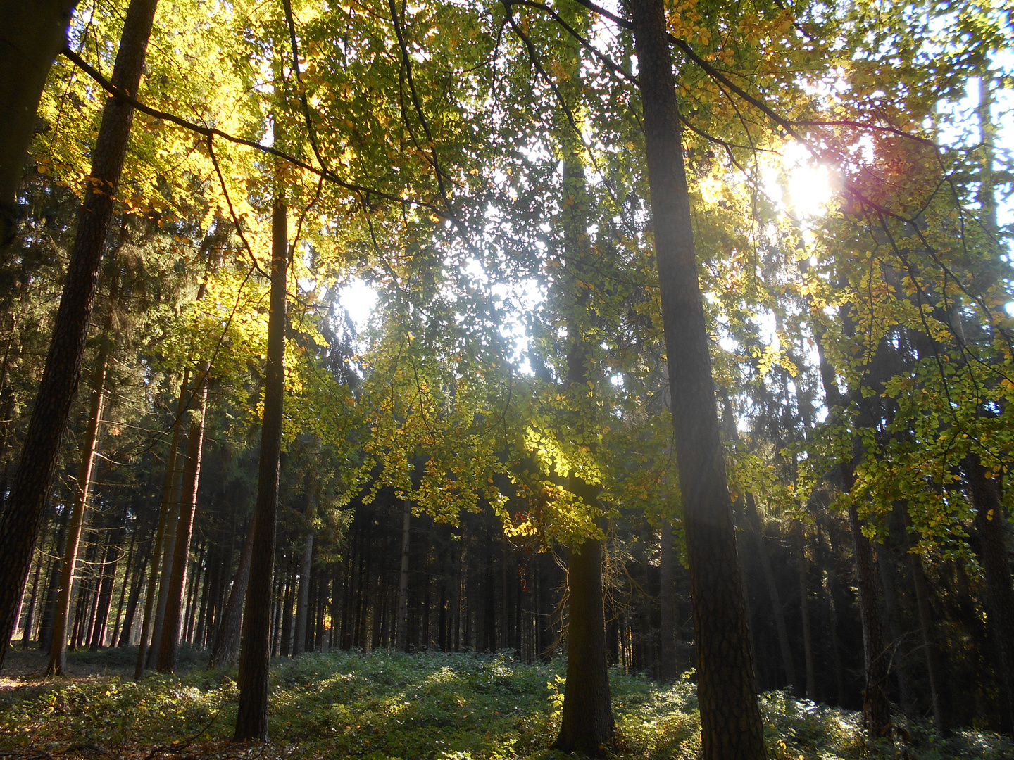 Goldener Herbst im Wald