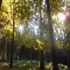 Goldener Herbst im Wald