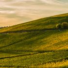 Goldener Herbst im Weinberg