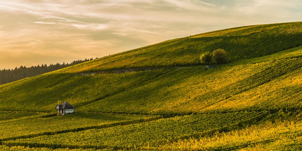 Goldener Herbst im Weinberg