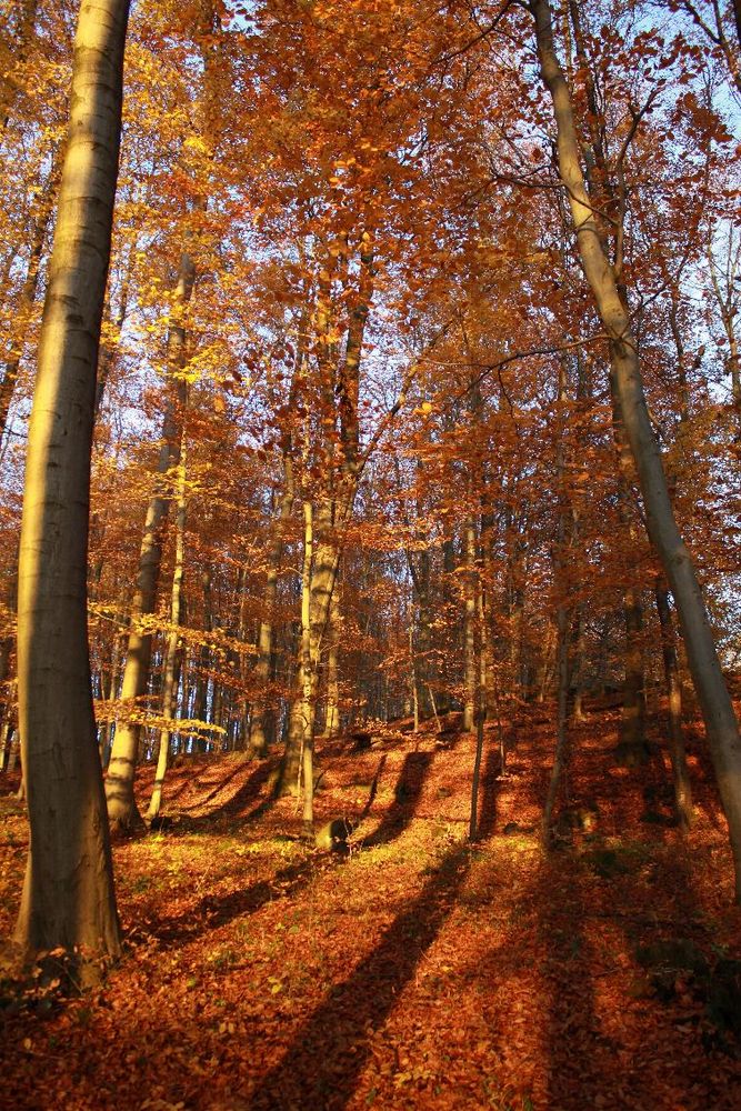 Goldener Herbst im Ww.