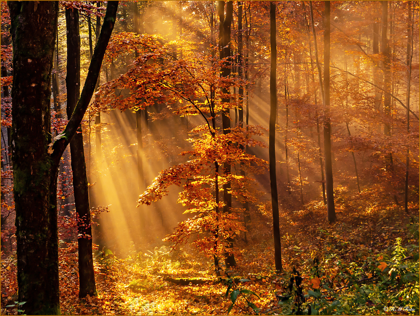 Goldener Herbst im Zauberwald