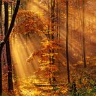 Goldener Herbst im Zauberwald